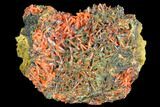Bright Orange Crocoite Crystal Cluster - Tasmania #103808-1